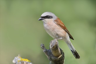 Red-backed shrike (Lanius collurio) male on perching branch, looking for prey, wildlife, migratory