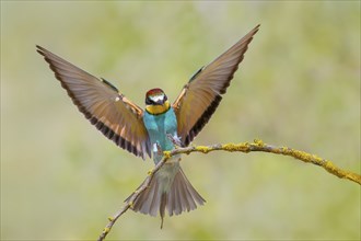 Bee-eater (Merops apiaster) wings spreading for landing, flying, wildlife, migratory bird, raptor,