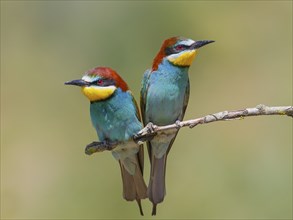 Bee-eater (Merops apiaster) pair sitting on a branch, wildlife, mating, migratory bird, raptor,