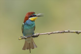 Bee-eater (Merops apiaster) adult bird sitting on a branch, wildlife, migratory bird, raptor,