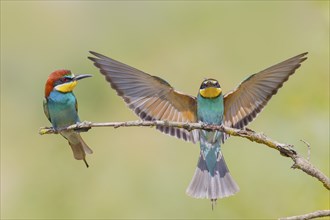 Bee-eater (Merops apiaster), pair, a bird approaching, wildlife, mating, migratory bird, raptor,