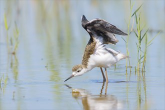 Black-winged Stilt (Himantopus himantopus) young bird standing in shallow water, stretching its