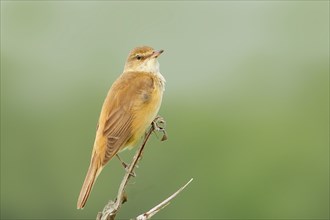 Great Reed Warbler (Acrocephalus arundinaceus), male on a singing platform, wildlife, migratory