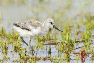 Black-capped avocet (Recurvirostra avosetta) young bird foraging on the shore of Lake Ziggsee,