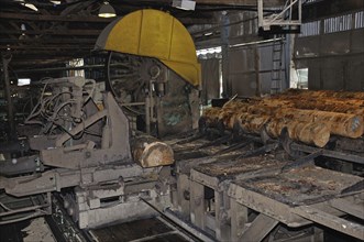 Pinus radiata logs go through the first bandsaw in a sawmill