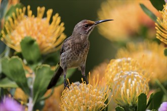 Cape Honeybird (Promerops cafer), adult, female, on flower, Protea, vigilant, Kirstenbosch Botanic