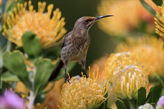 Cape Honeybird (Promerops cafer), adult, female, on flower, Protea, vigilant, Kirstenbosch Botanic