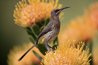 Cape Honeybird (Promerops cafer), adult, female, on flower, Protea, vigilant, Kirstenbosch Botanic