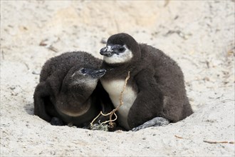 African penguin (Spheniscus demersus), two chicks, at the nest, Boulders Beach, Simonstown, Western