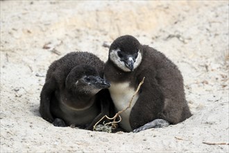 African penguin (Spheniscus demersus), two chicks, at the nest, Boulders Beach, Simonstown, Western