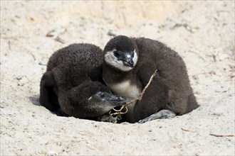 African penguin (Spheniscus demersus), two chicks, at the nest, Boulders Beach, Simonstown, Western