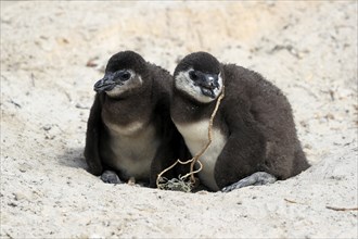 African penguin (Spheniscus demersus), two chicks, at the nest, Boulders Beach, Simonstown, Western