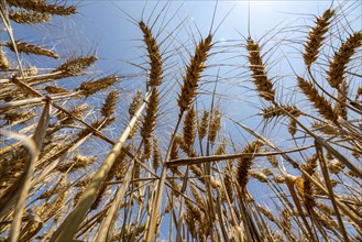 Agriculture, grain harvest, wheat, wheat field, shortly in front of harvest, ears of wheat, near