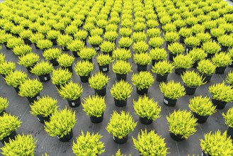 Horticultural nursery, mother plants from which cuttings of heather, broom heather plants, Calluna