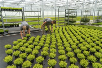 Horticultural nursery, mother plants from which cuttings of heather, broom heather plants, Calluna