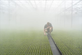 Garden nursery, cuttings, heather, broom heather plants, Calluna vulgaris, in the propagation