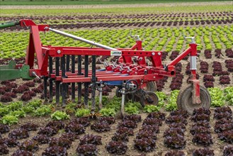 Agriculture, lettuce growing in a field, Lollo Bionda and Lollo Rossa, in long rows of plants,