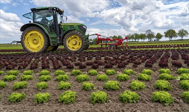 Agriculture, lettuce growing in a field, Lollo Bionda and Lollo Rossa, in long rows of plants,