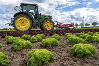 Agriculture, lettuce growing in a field, Lollo Bionda and Lollo Rossa, in long rows of plants,