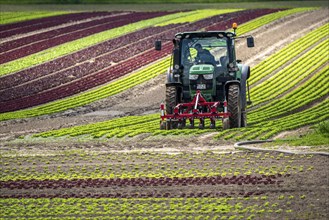 Agriculture, lettuce growing in a field, Lollo Bionda and Lollo Rossa, in long rows of plants,