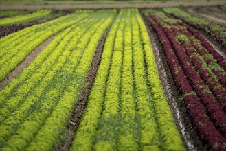 Agriculture, lettuce growing in a field, Lollo Bionda and Lollo Rossa, in long rows of plants,