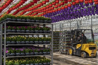 Horticultural business, greenhouse, flowers, various types, are loaded onto a lorry for a customer,