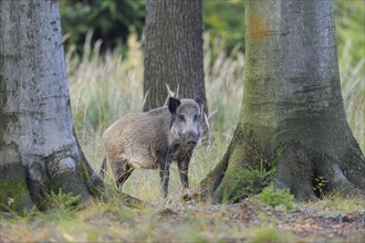 Wild Boar in Forest, Germany Wild Boar in Forest, Female, Sus scrofa, Bavaria, Germany, Europe