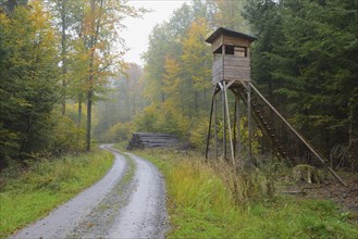 High seat in the forest, Spessart, Bavaria, Germany Hunting blind in beech forest, Bavaria,