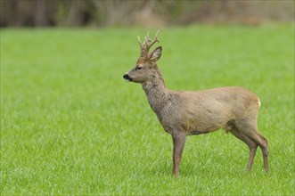 Roebuck in spring, Capreolus capreolus, Germany, Europe