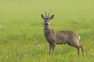 Roebuck in spring, Capreolus capreolus, Germany, Europe