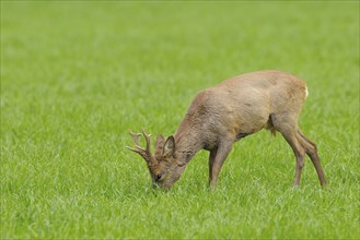 Roebuck in spring, Capreolus capreolus, Germany, Europe