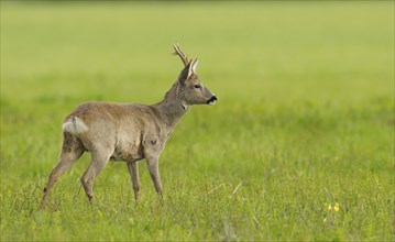 Roebuck in spring, Capreolus capreolus, Germany, Europe