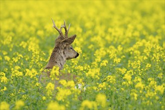 Roebuck in a rape field, Capreolus capreolus, Germany, Europe