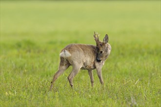 Roebuck in spring, Capreolus capreolus, Germany, Europe