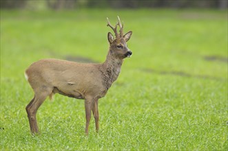 Roebuck in spring, Capreolus capreolus, Germany, Europe