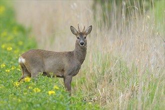 Roebuck in spring, Capreolus capreolus, Germany, Europe