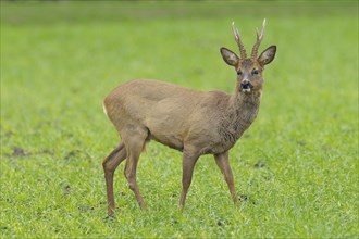 Roebuck in spring, Capreolus capreolus, Germany, Europe