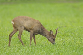 Roebuck in spring, Capreolus capreolus, Germany, Europe