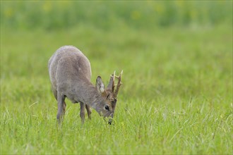 Roebuck in spring, Capreolus capreolus, Germany, Europe