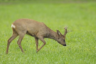 Roebuck in spring, Capreolus capreolus, Germany, Europe