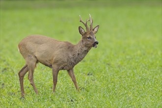 Roebuck in spring, Capreolus capreolus, Germany, Europe