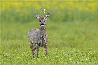 Roebuck in spring, Capreolus capreolus, Germany, Europe