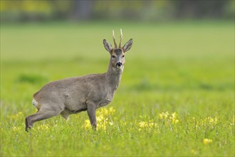 Roebuck in spring, Capreolus capreolus, Germany, Europe