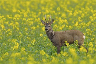 Roebuck in a rape field, Capreolus capreolus, Germany, Europe