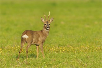 Roebuck in spring, Capreolus capreolus, Germany, Europe