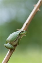 European tree frog (Hyla arborea), sitting on blackberry (Rubus), Velbert, North Rhine-Westphalia,