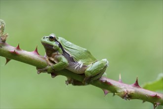 European tree frog (Hyla arborea), sitting on blackberry (Rubus), Velbert, North Rhine-Westphalia,