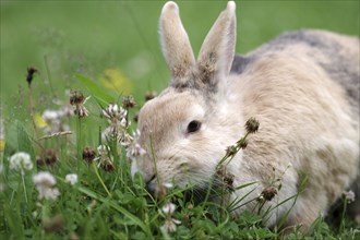 Rabbit (Oryctolagus cuniculus domestica), pet, portrait, grass, eating, cute, The brown domestic