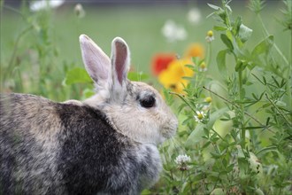 Rabbit (Oryctolagus cuniculus domestica), profile, flower meadow, colourful, close-up of domestic