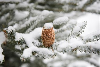 A pine cone (Abies koreána) on a snowy evergreen tree branch, capturing a serene winter scene